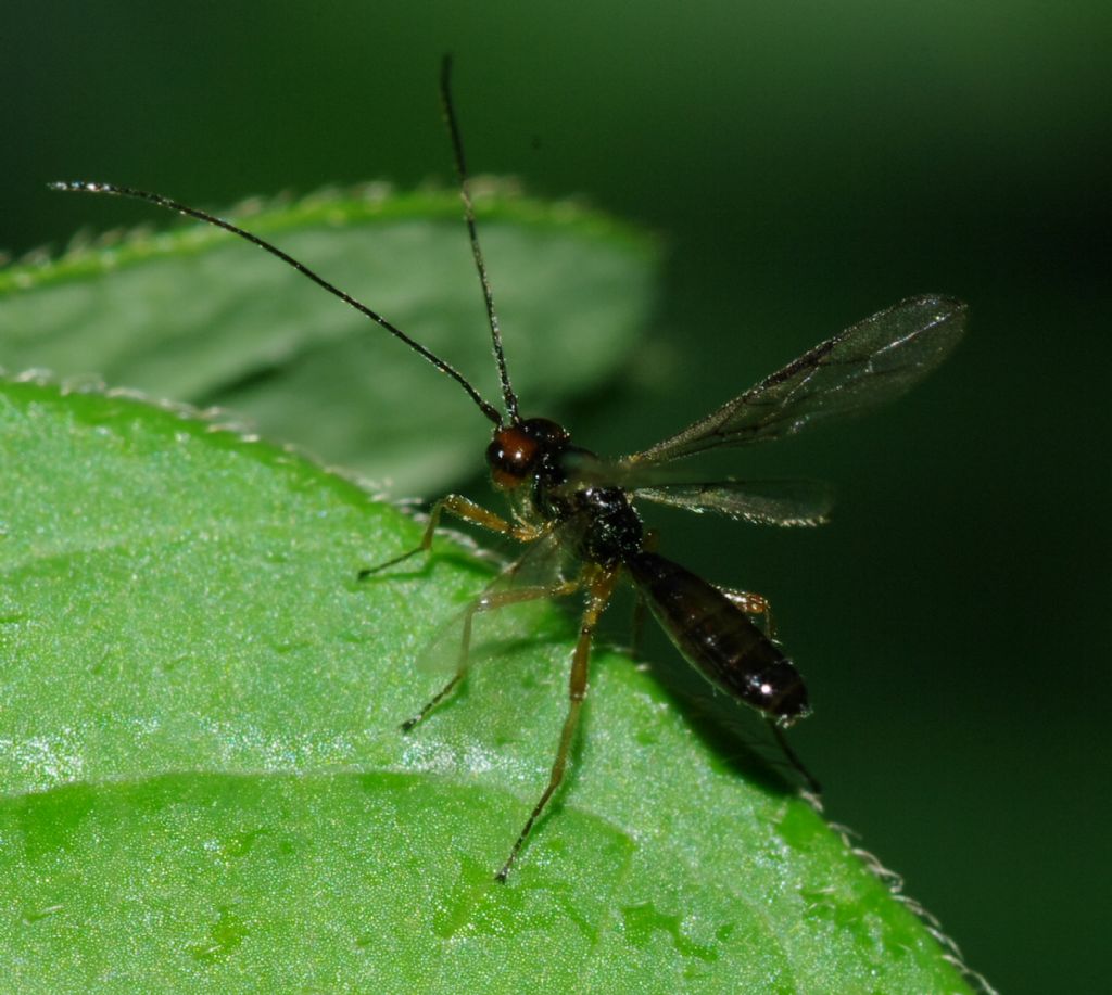 Imenottero 2 (Braconidae?)